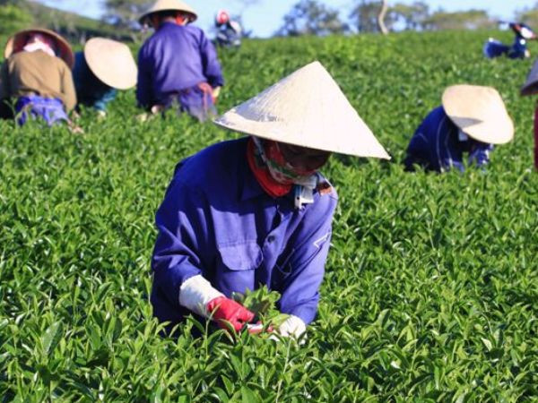 Cơ hội nào cho chè “made in Vietnam” bước vào "ngưỡng cửa" TPP? ảnh 3