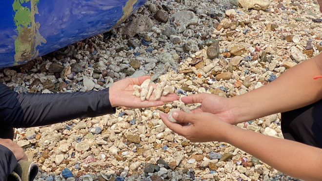 Thông tin san hô tại Hòn Sẹo bị khai thác trái phép là chưa chính xác ảnh 1