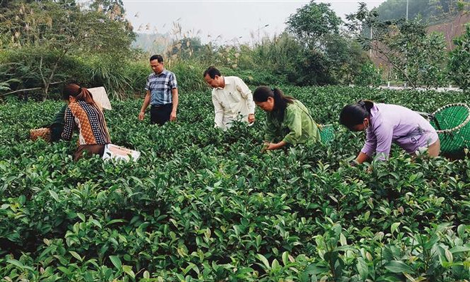 Yên Bái: Huyện Trấn Yên khởi sắc với giống chè chất lượng cao Bát Tiên ảnh 2