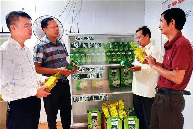 Yên Bái: Huyện Trấn Yên khởi sắc với giống chè chất lượng cao Bát Tiên ảnh 3