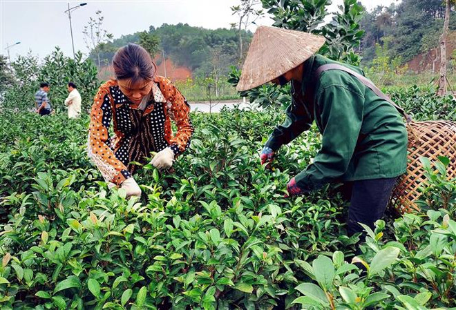 Yên Bái: Huyện Trấn Yên khởi sắc với giống chè chất lượng cao Bát Tiên ảnh 1