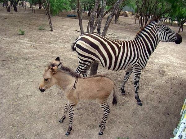 Sửng sốt với "sinh vật lạ" được lai từ ngựa vằn và lừa ảnh 3