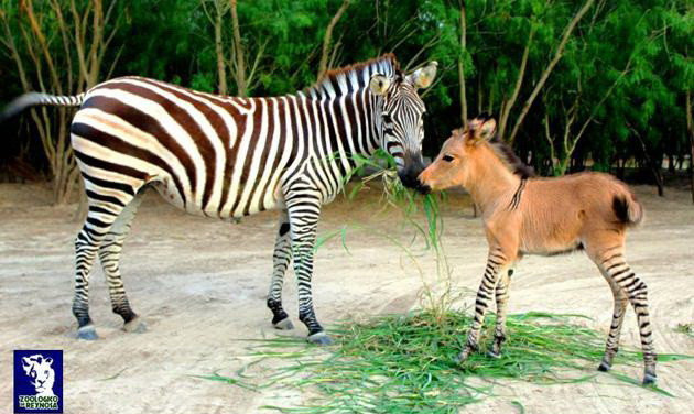 Sửng sốt với "sinh vật lạ" được lai từ ngựa vằn và lừa ảnh 1