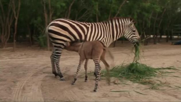 Sửng sốt với "sinh vật lạ" được lai từ ngựa vằn và lừa ảnh 2