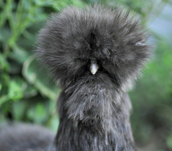 Vẻ đẹp lạ lùng của loài gà Silkie trông như "chó lông xù" ảnh 5