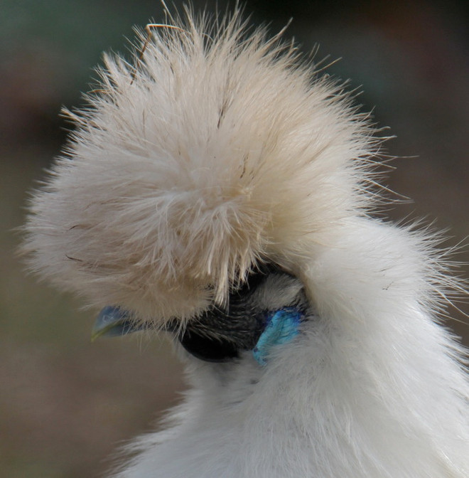 Vẻ đẹp lạ lùng của loài gà Silkie trông như "chó lông xù" ảnh 3