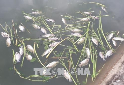 Thu gom gần 200kg cá chết bất thường tại hồ Hoàng Cầu, Hà Nội ảnh 1