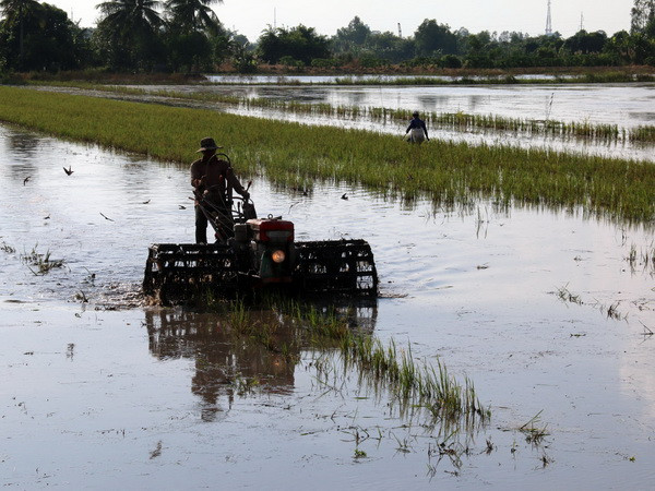 Gần 212.000 ha lúa Đông Xuân gieo sớm có thể gặp rủi ro ảnh 1