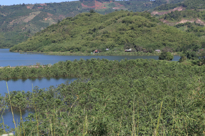 Đắk Nông tăng cường quản lý rừng tự nhiên, nâng cao độ che phủ ảnh 3
