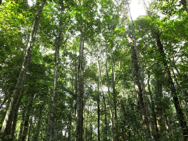 Rừng tự nhiên trong vùng lõi Vườn Quốc gia Tà Đùng. (Nguồn: Vietnam+) Đắk Nông tăng cường quản lý rừng tự nhiên, nâng cao độ che phủ ảnh 5