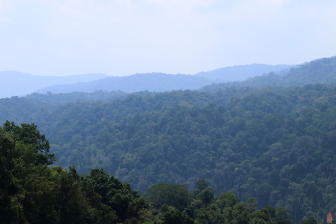 Đắk Nông tăng cường quản lý rừng tự nhiên, nâng cao độ che phủ ảnh 4