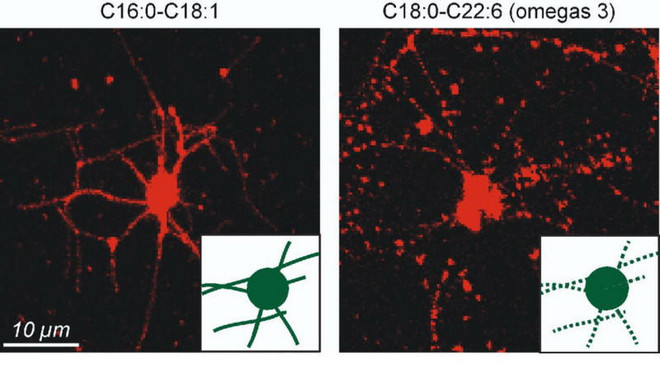 Vì sao chất béo không bão hòa đa tốt cho sức khỏe trí tuệ? ảnh 1
