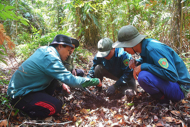Cà Mau: Nỗ lực bảo vệ rừng an toàn trong cao điểm khô hạn ảnh 2
