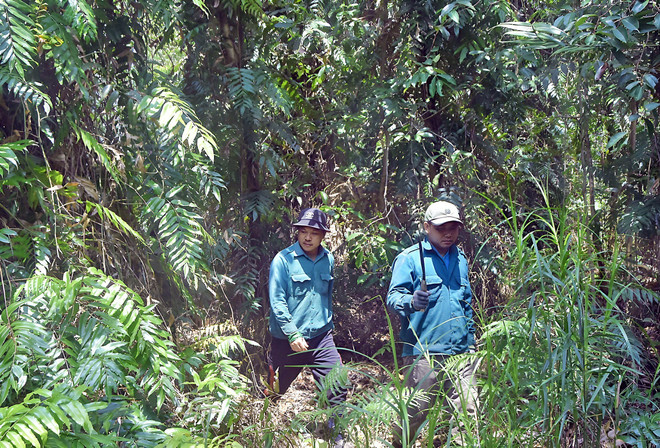 Cà Mau: Nỗ lực bảo vệ rừng an toàn trong cao điểm khô hạn ảnh 1