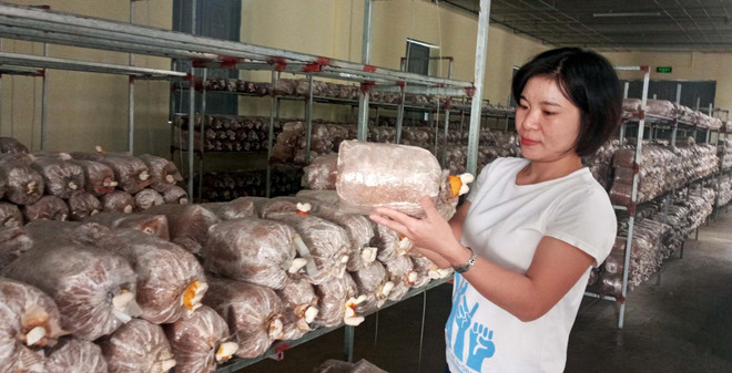 Thanh Hóa: Ứng dụng công nghệ mới sản xuất nấm linh chi ảnh 1