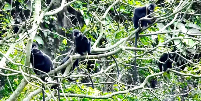 Quảng Bình: Bảo vệ vọoc gáy trắng trong khu vực rừng đặc dụng ảnh 2