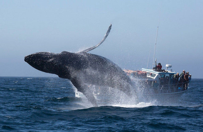 Du thuyền suýt lật tung vì cú nhảy ấn tượng của con cá voi lưng gù ảnh 1