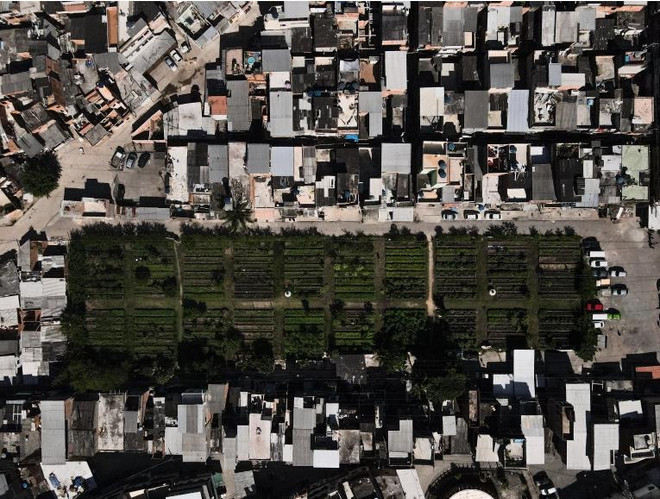 Nông trại đô thị - giải pháp cho an ninh lương thực trong đại dịch ảnh 2