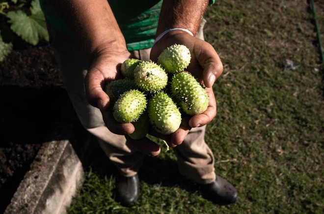 Nông trại đô thị - giải pháp cho an ninh lương thực trong đại dịch ảnh 3