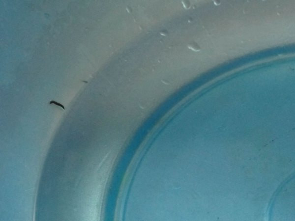 Lập đoàn kiểm tra xác định "sinh vật lạ" trong nước ở Ninh Bình ảnh 1