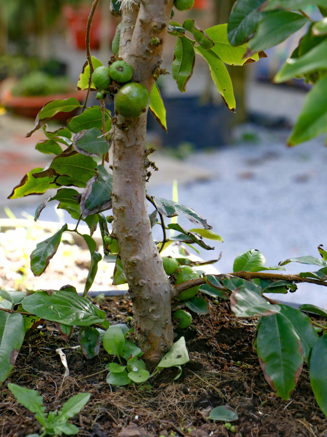 Độc đáo giống nho thân gỗ của thầy giáo ở thành phố Cần Thơ ảnh 3