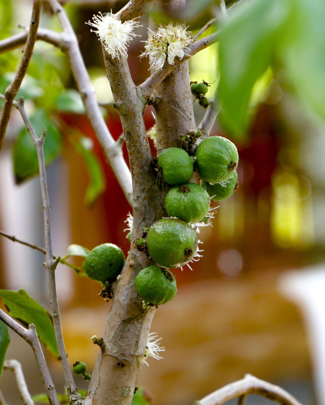 Độc đáo giống nho thân gỗ của thầy giáo ở thành phố Cần Thơ ảnh 2