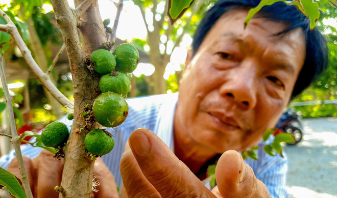 Độc đáo giống nho thân gỗ của thầy giáo ở thành phố Cần Thơ ảnh 1