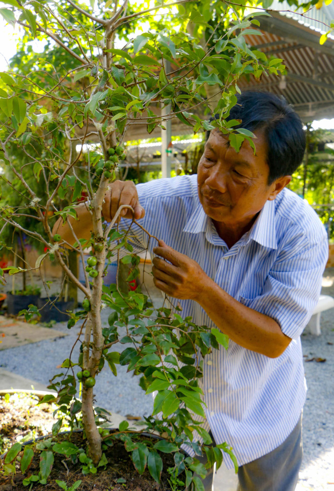 Độc đáo giống nho thân gỗ của thầy giáo ở thành phố Cần Thơ ảnh 4