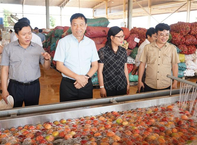 Sơ chế nông sản tại Công ty Cổ phần thực phẩm xuất khẩu Đồng Giao (Doveco) tại huyện Mang Yang, tỉnh Gia Lai. (Ảnh: Hồng Điệp/TTXVN) Nông, lâm, thủy sản xuất siêu trong 8 tháng đạt 6,2 tỷ USD ảnh 1