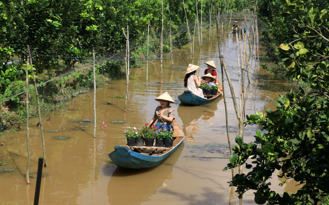 Đồng Tháp: Vùng quýt hồng huyện Lai Vung rộn ràng đón khách ảnh 2
