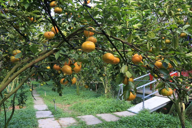 Đồng Tháp: Vùng quýt hồng huyện Lai Vung rộn ràng đón khách ảnh 1