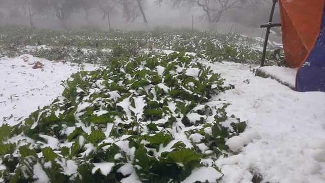 Đêm 24/1, vùng núi cao tiếp tục có mưa tuyết và băng giá ảnh 1