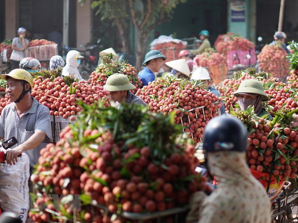 Giá vải thiều Lục Ngạn đã tăng cao hơn những ngày đầu vụ ảnh 1