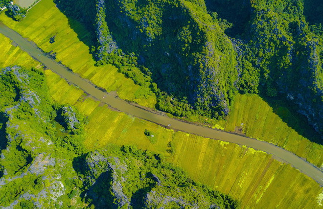  “Sắc vàng Tam Cốc-Tràng An” hấp dẫn du khách mùa lúa chín ảnh 1