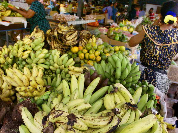 Bệnh nấm Fusarium đe dọa ngành công nghiệp chuối ảnh 1