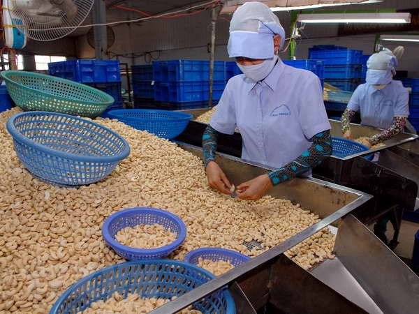 Đắk Lắk: Cơ cấu lại sản xuất cho từng loại nông sản phục vụ xuất khẩu ảnh 2