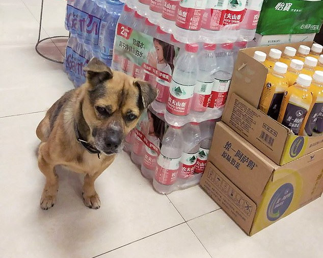 Chú chó chờ đợi suốt 3 tháng tại bệnh viện sau khi người chủ qua đời ảnh 2