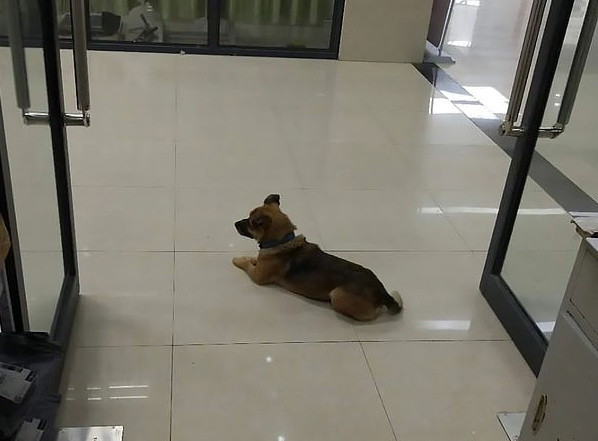 Chú chó chờ đợi suốt 3 tháng tại bệnh viện sau khi người chủ qua đời ảnh 1