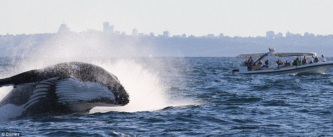 Cận cảnh cú nhảy ngoạn mục của con cá voi lưng gù nặng 40 tấn ảnh 4