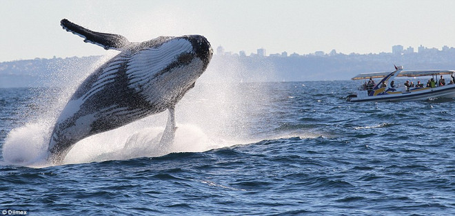 Cận cảnh cú nhảy ngoạn mục của con cá voi lưng gù nặng 40 tấn ảnh 3