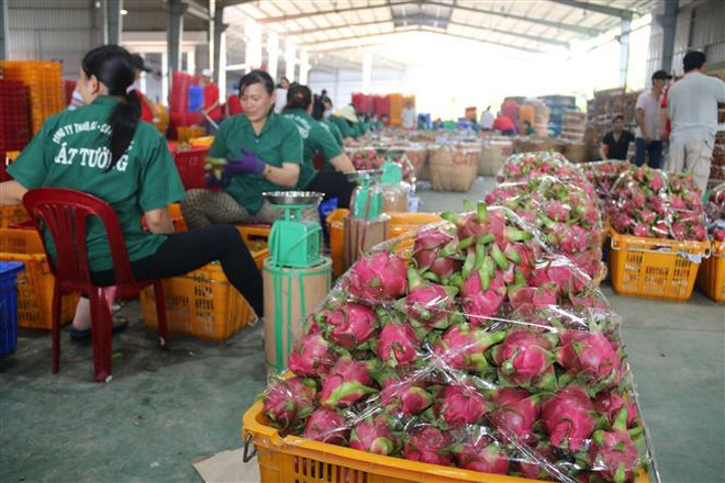 Sơ chế đóng gói thanh long xuất khẩu ở Công ty TNHH Chế biến nông sản thực phẩm Cát Tường. (Ảnh: Minh Trí/TTXVN) Giá thanh long ở Tiền Giang đang có xu hướng tăng trở lại ảnh 1