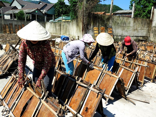 Phơi khô vỏ quế vừa thu hoạch. (Ảnh: Phước Ngọc/TTXVN) Xúc tiến, mở rộng thị trường xuất khẩu cho dược liệu Việt Nam ảnh 1