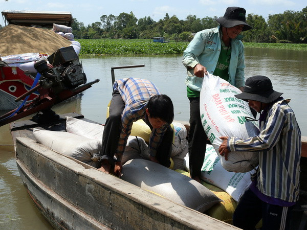 Sẽ sớm thu mua tạm trữ lúa, gạo vụ Đông Xuân 2014-2015 ảnh 1