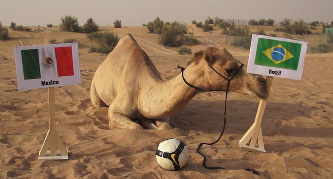 “Siêu tiên tri” lạc đà quyết gỡ lại danh dự ở trận Brazil-Mexico ảnh 1