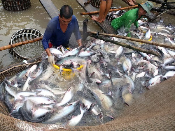 Thu hoạch cá tra tại tổ hợp tác nuôi cá tra Tân Thạnh, xã Tân Hội, thành phố Vĩnh Long. (Ảnh: Vũ Sinh/TTXVN) Sự kiện trong nước 12-18/12: Không để người dân vùng lũ bị đói rét ảnh 6