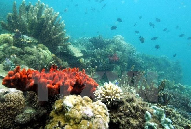 Đề nghị báo cáo quản lý tài nguyên, bảo vệ môi trường biển và hải đảo ảnh 2