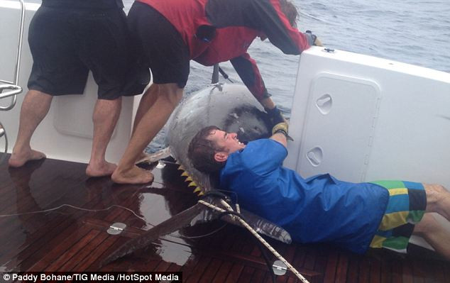 Một phụ nữ câu được con cá ngừ khổng lồ hơn 40 tỷ đồng ảnh 2