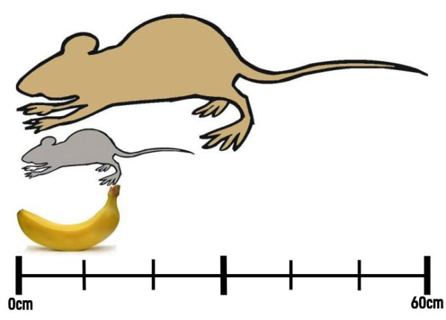 Phát hoảng khi thấy một con chuột "khủng" trên trần nhà ảnh 2