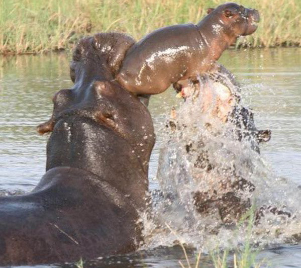 Hà mã mẹ quyết chiến với 2 kẻ thù lực lưỡng để cứu con ảnh 2