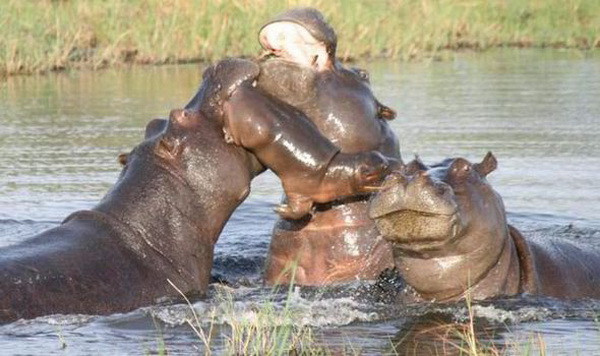 Hà mã mẹ quyết chiến với 2 kẻ thù lực lưỡng để cứu con ảnh 1